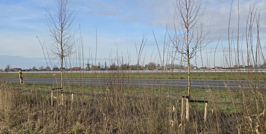 Herbeplanting van eerder verwijderde bomen aan Parallelweg gestart